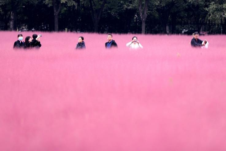邂逅這片“粉霧?！?>
     <p>邂逅這片“粉霧海”</p>
</a>
        </div>
    </div>
    <!--推薦圖集end-->
    <div   id=