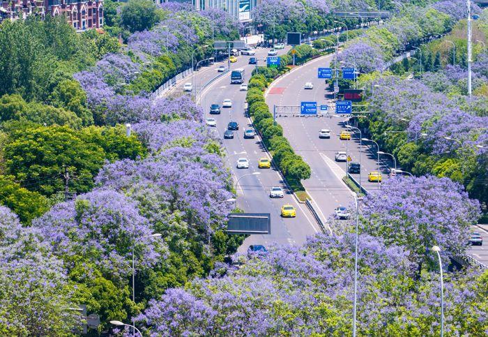 重慶藍(lán)花楹盛開 城市道路變身“紫色花?！?>
     <p>重慶藍(lán)花楹盛開 城市道路變身“紫色花?！?/p>
</a><a href=
