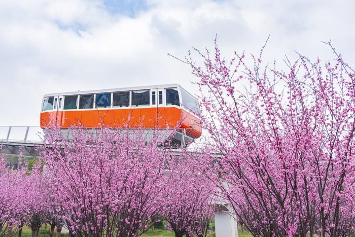 纜車穿梭“粉色花?！?宛若進入童話世界 