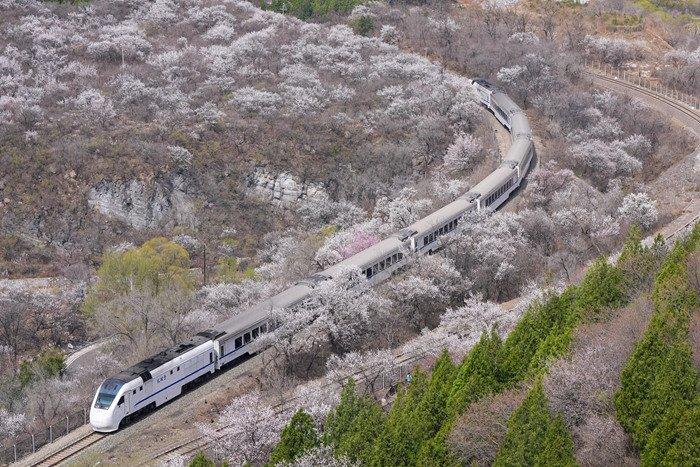 “開(kāi)往春天的列車(chē)” 北京市郊列車(chē)穿行居庸關(guān)花海